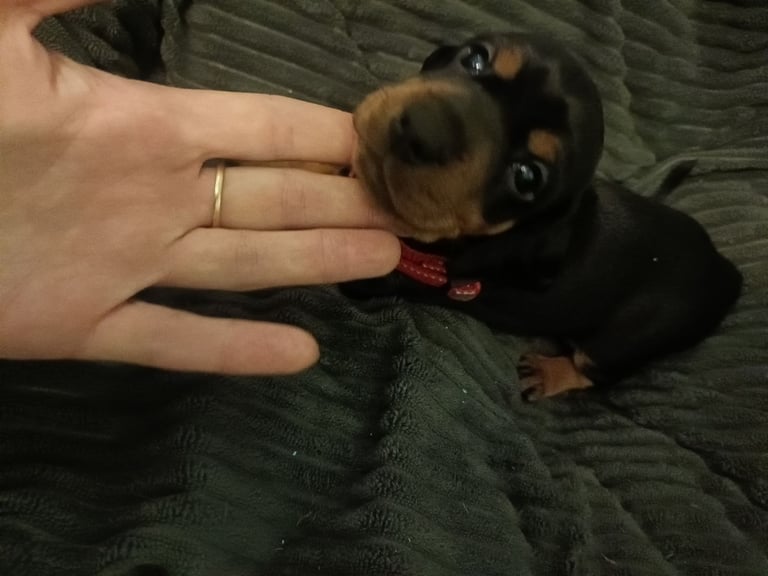 Miniature dachshund puppies 