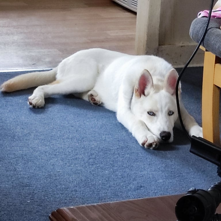 image for Siberian Husky