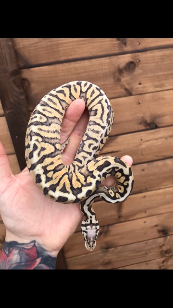 image for Ball python/ royal pythons 