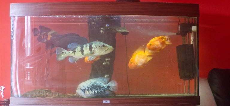 image for fish tank 