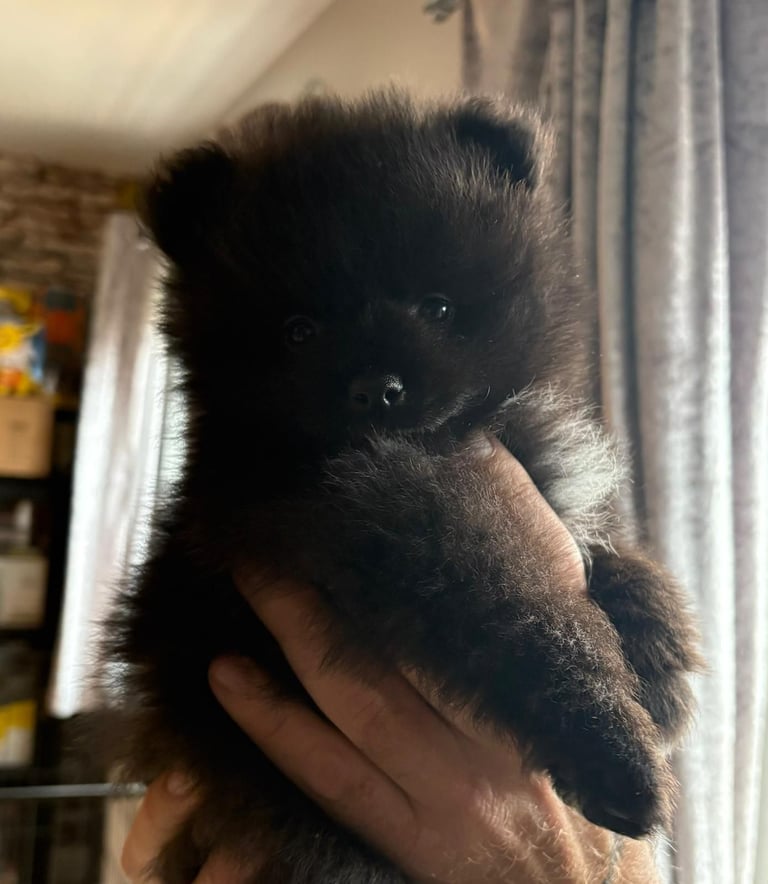 1 pomeranian boy puppy reasy now 