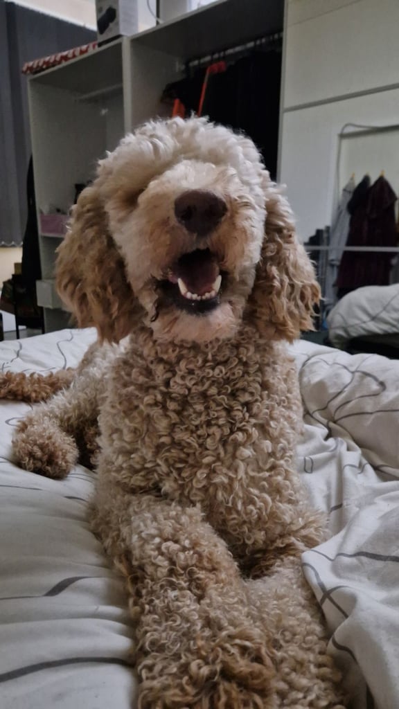 Female standard poodle,health tested, 2 years old