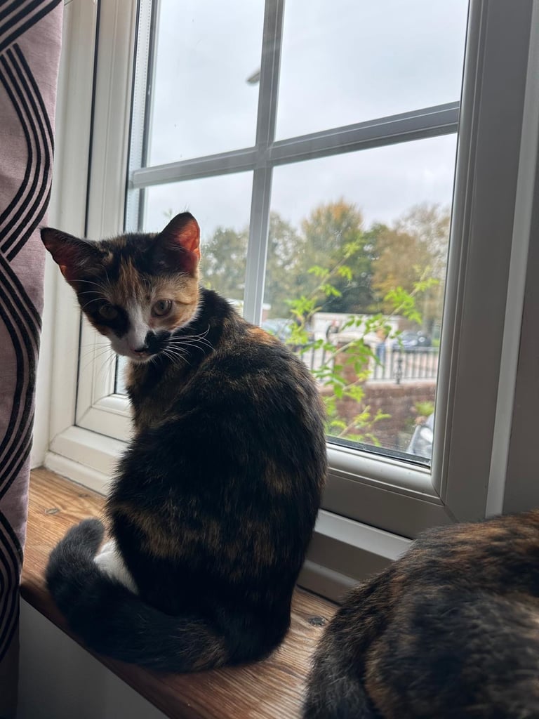 2 kittens for sale 