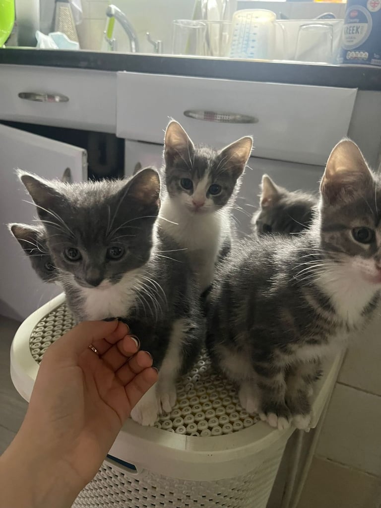 British short hair mix