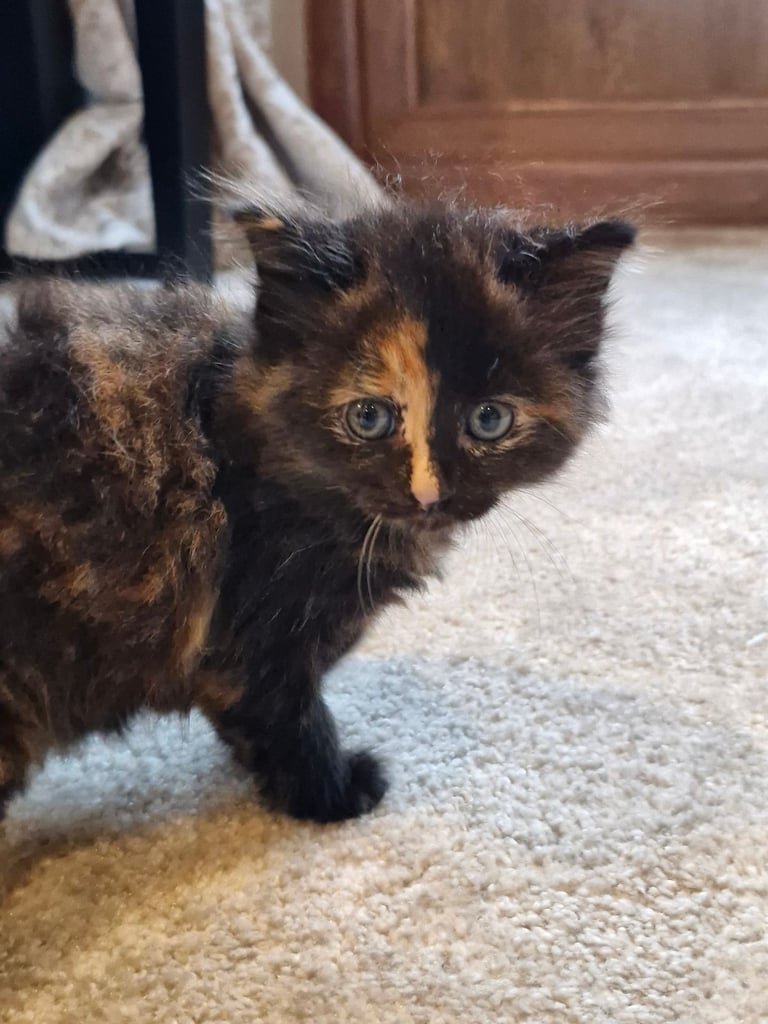 5 Gorgeous kittens for sale 