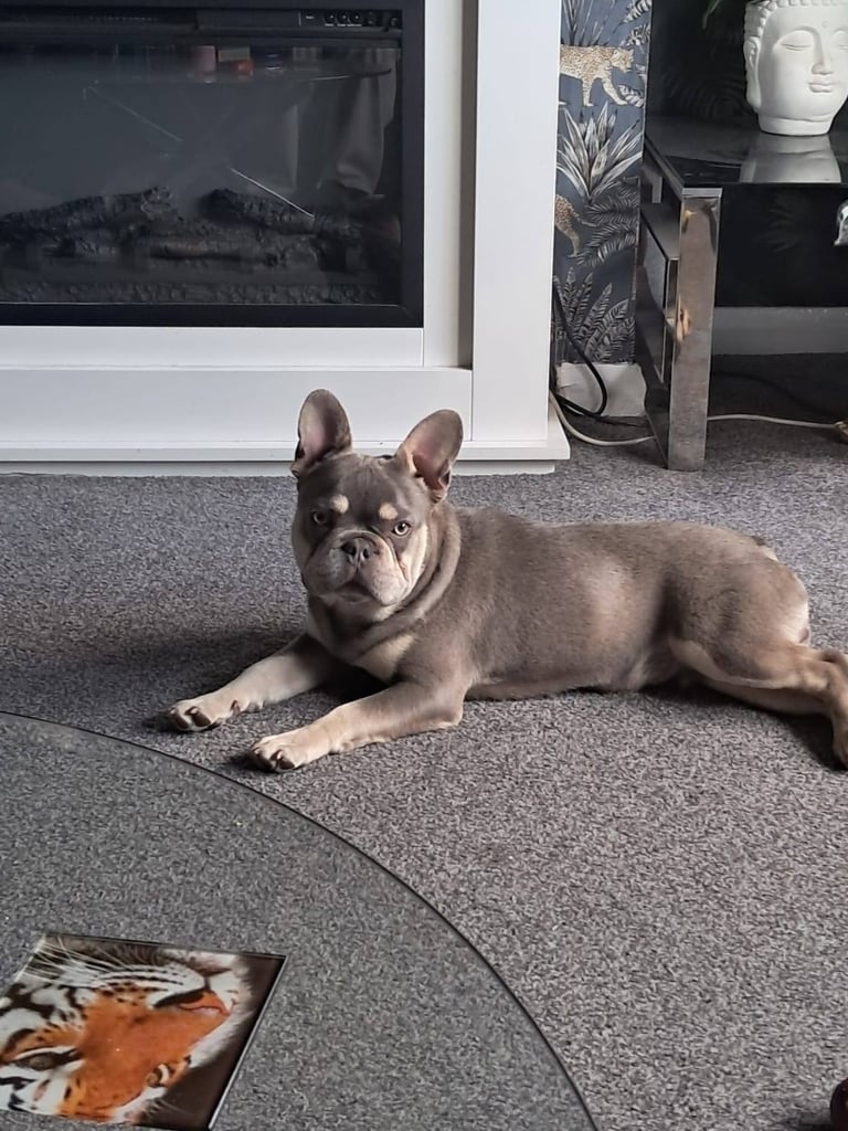 image for Blue and tan 12 month old french bulldog 