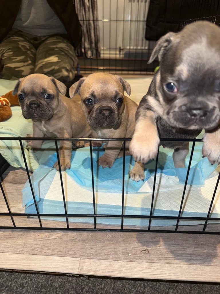 French Bulldog Puppies KC Reg