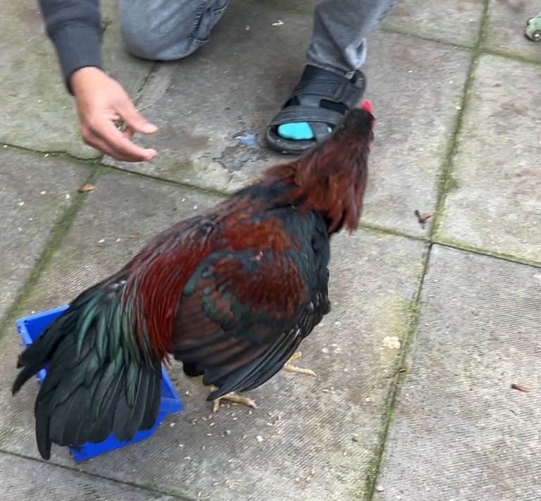 image for 2 Mianwali Aseel Chicken/Stags/Shamoo 