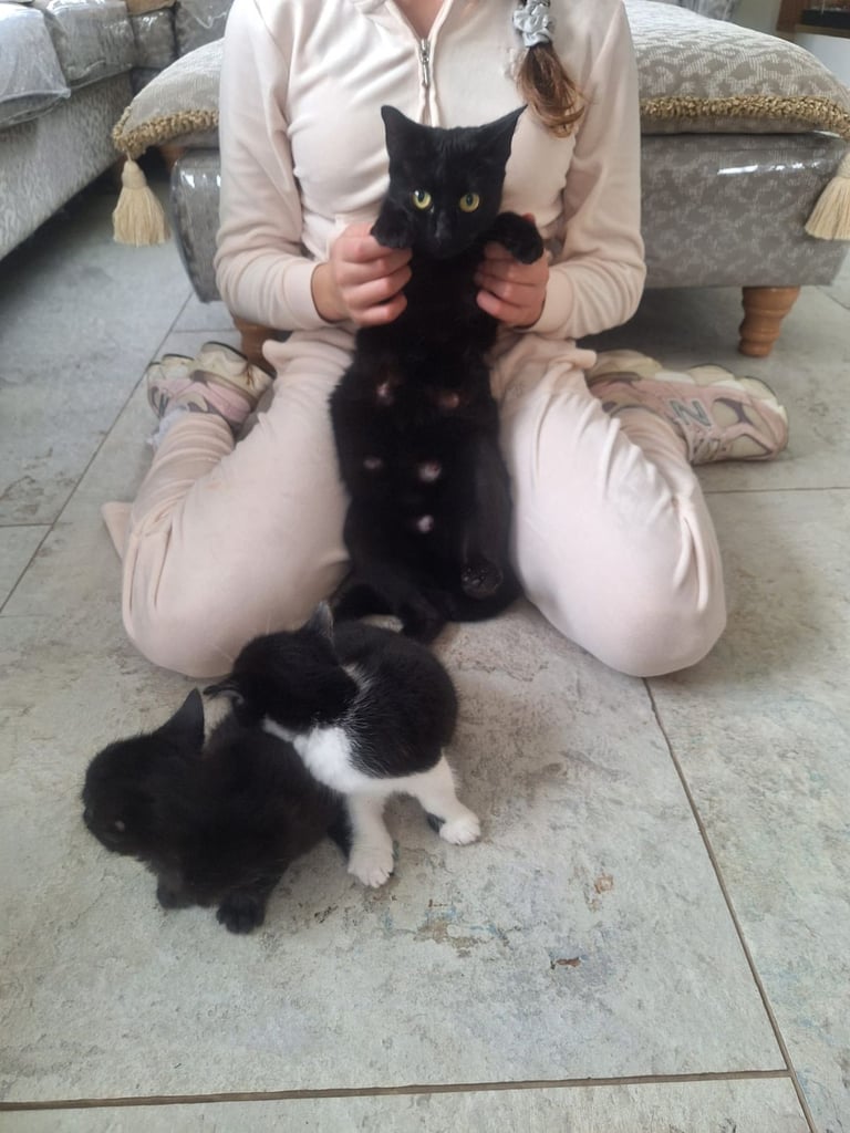 Kittens long and short haired