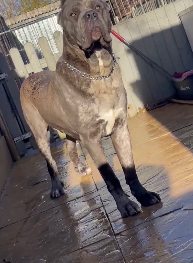 1 cane corso pup left