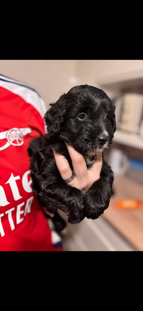 Beautiful collie x miniature poodle puppies