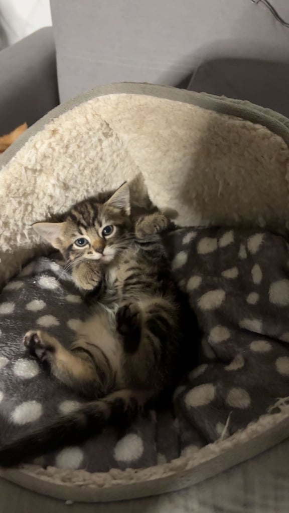 ✨X2 Grey 8-Week-Old Female Kittens – Ready for their New Home 🐾