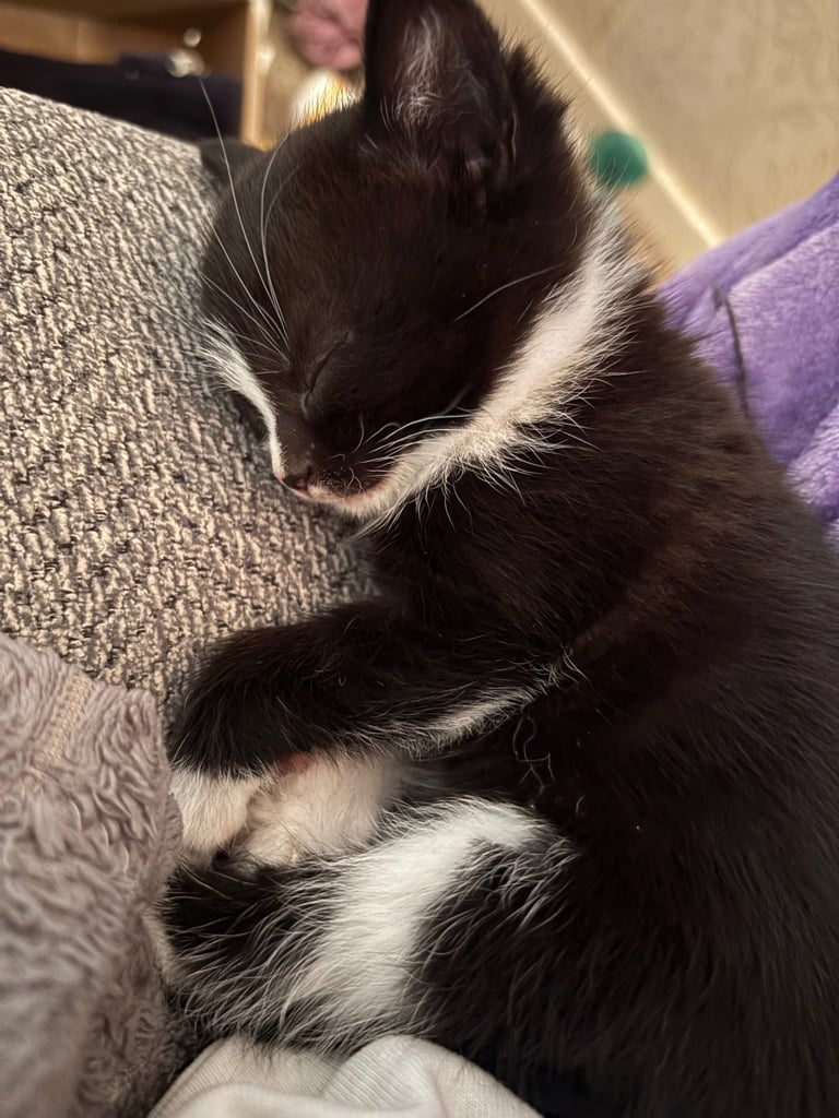 3 kittens for sale!!