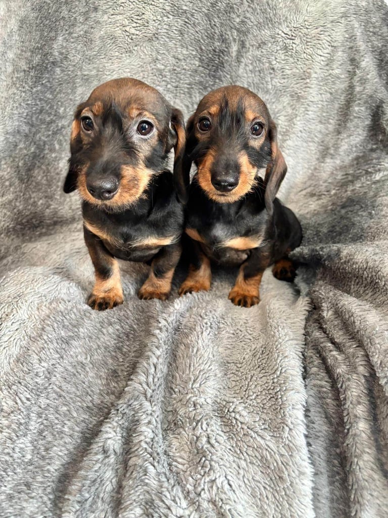 Dachshund Girls Ready Now Fully Vaccinated 