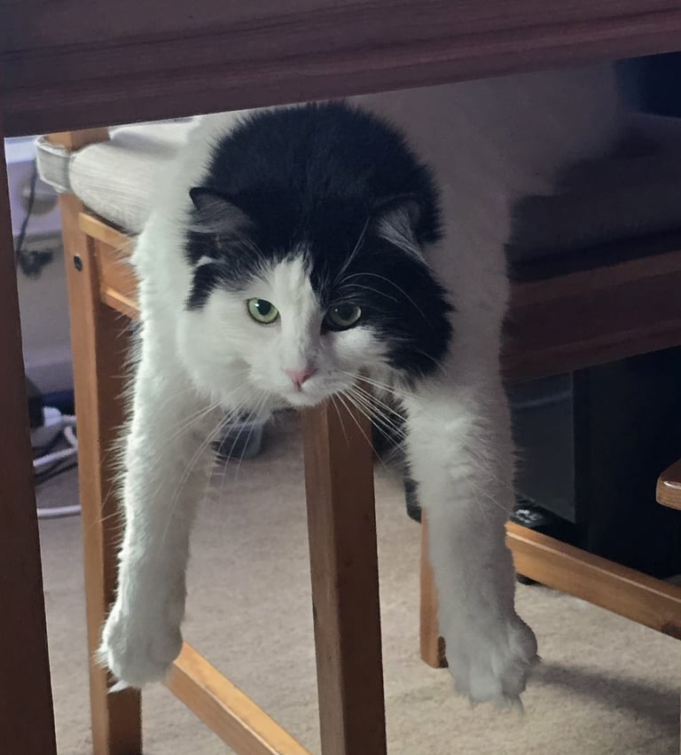 Loving Cat Looking for a Good New Home