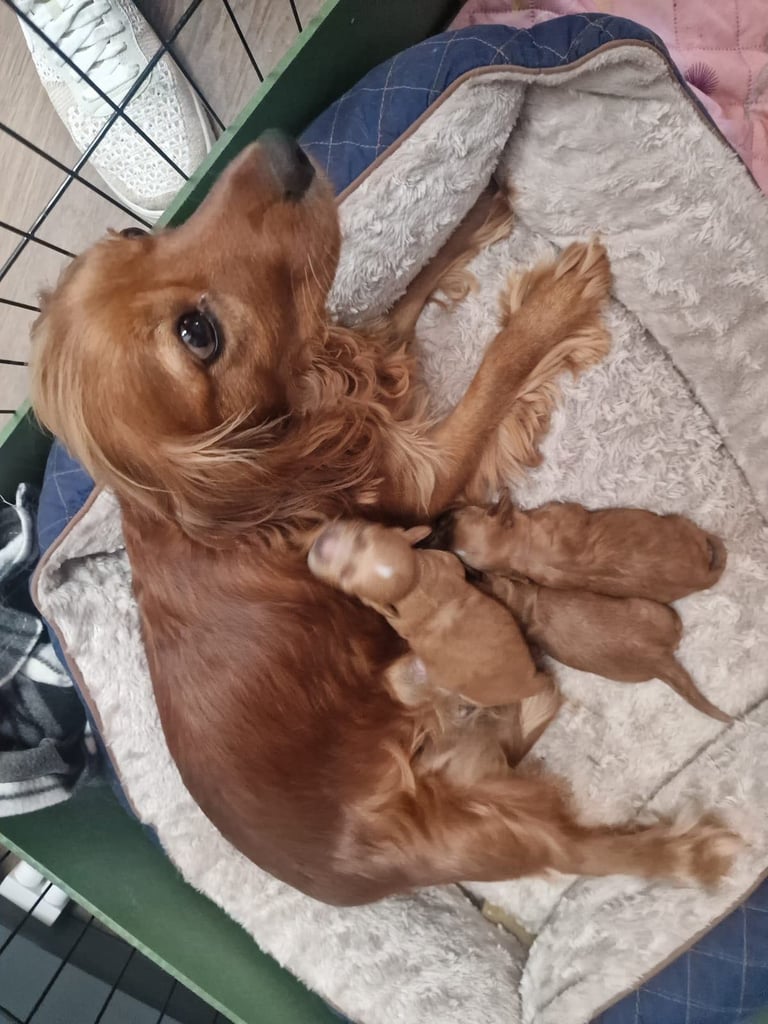 Ready to go! 1 beautiful show cocker spaniel for sale
