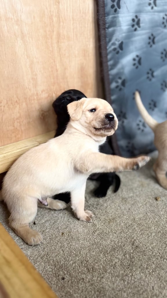 image for KC Registered Labrador Puppies Ready 24th November