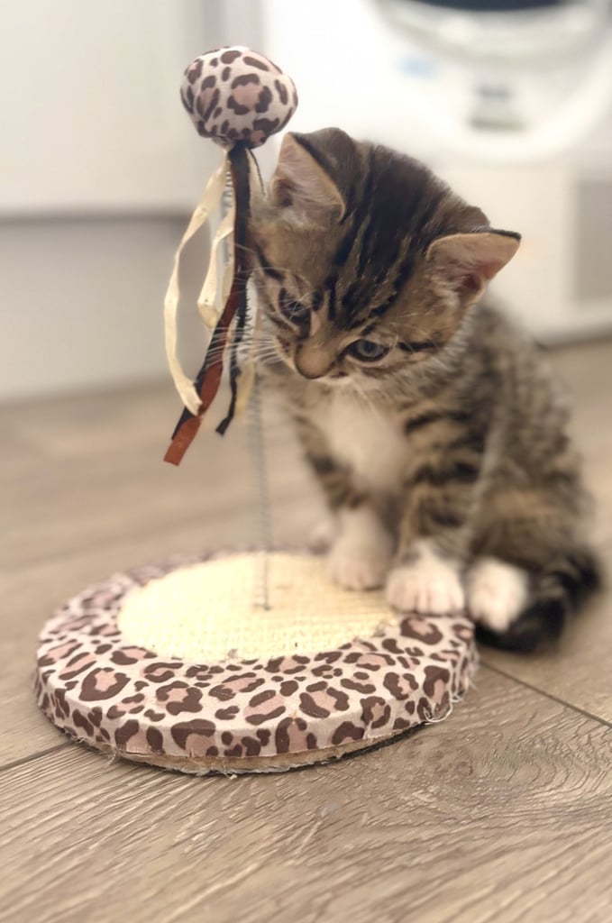 ✨Siberian Cross Kittens – 2 Boys – Hypoallergenic  £350. Ask about delivery