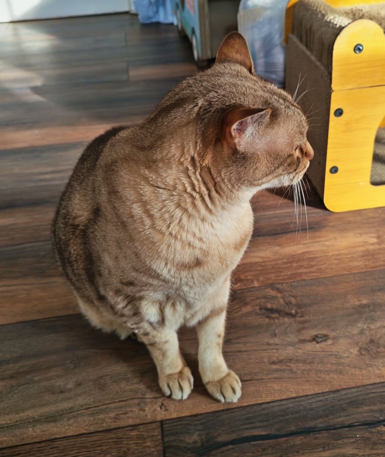 Senior cat for loving home 