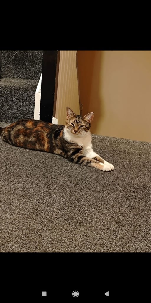 1 year old female Cat 