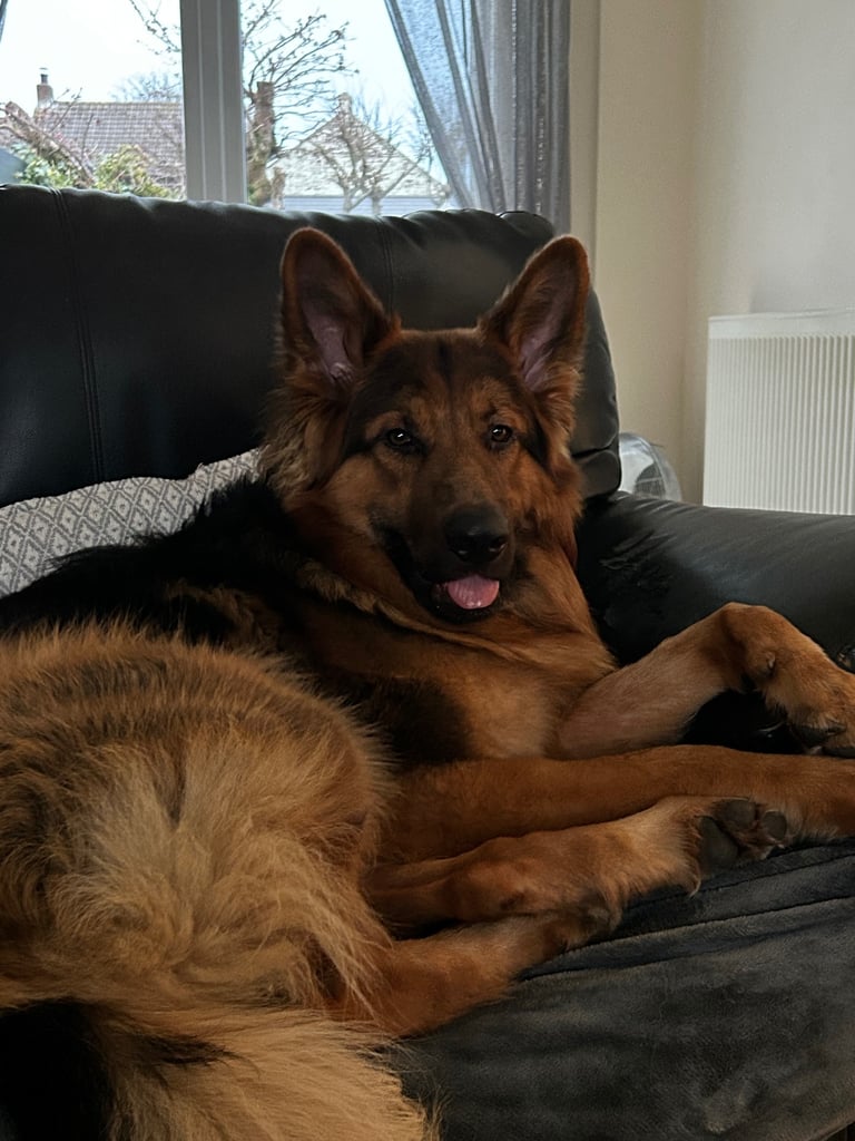 Pedigree German shepherd/ no papers