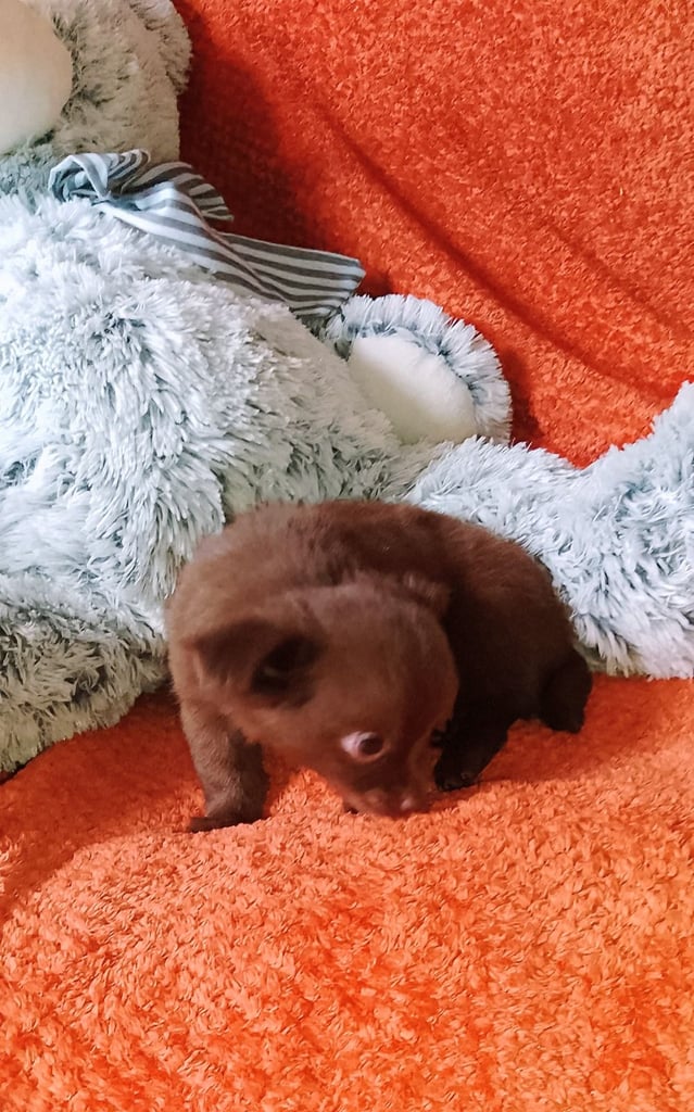 Only 2 left,,, Pure Bred long haired Chocolate Chihuahuas 