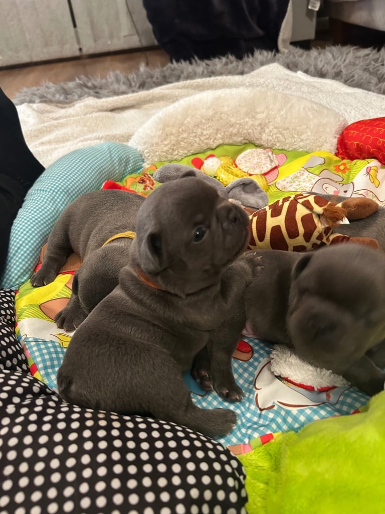 French bulldog puppies 🐾