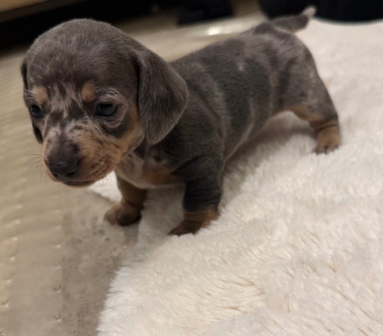Miniature dachshund puppies