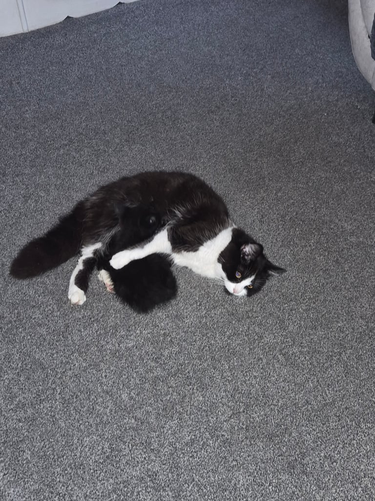 2 boy kittens 