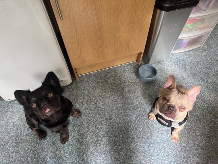 Beautiful Frenchbulldogs 