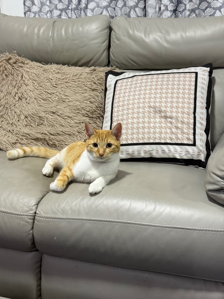 Cat for sale 8 months old