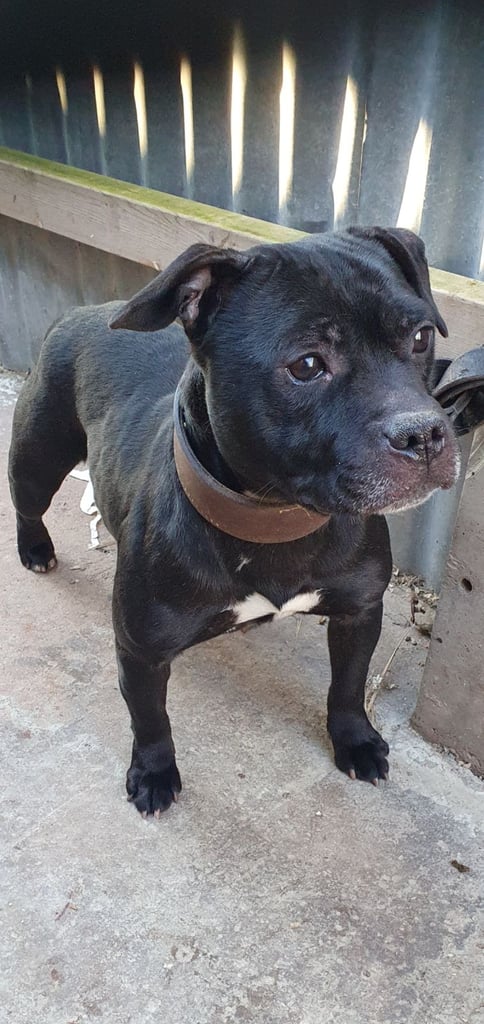 Philippines Bull Terrier Puppies For Sale Gumtree Dog In Pets In