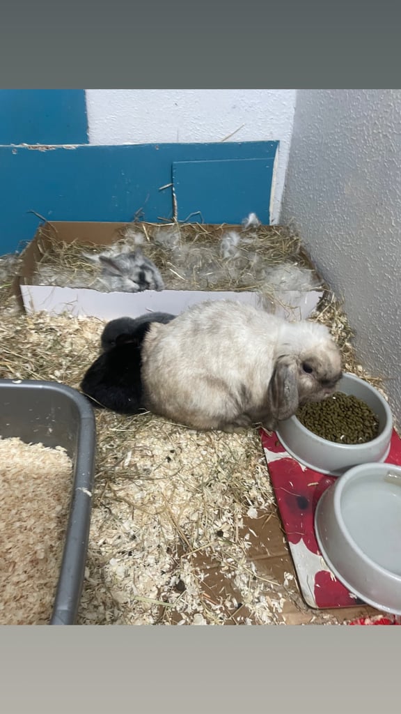 Bunnys ready to leave now 