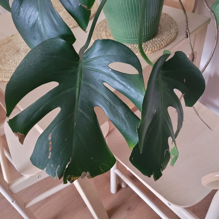 Large Monstera Plant 