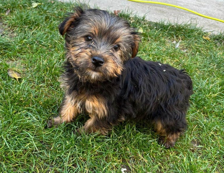 Yorkshire Terrier Puppies 