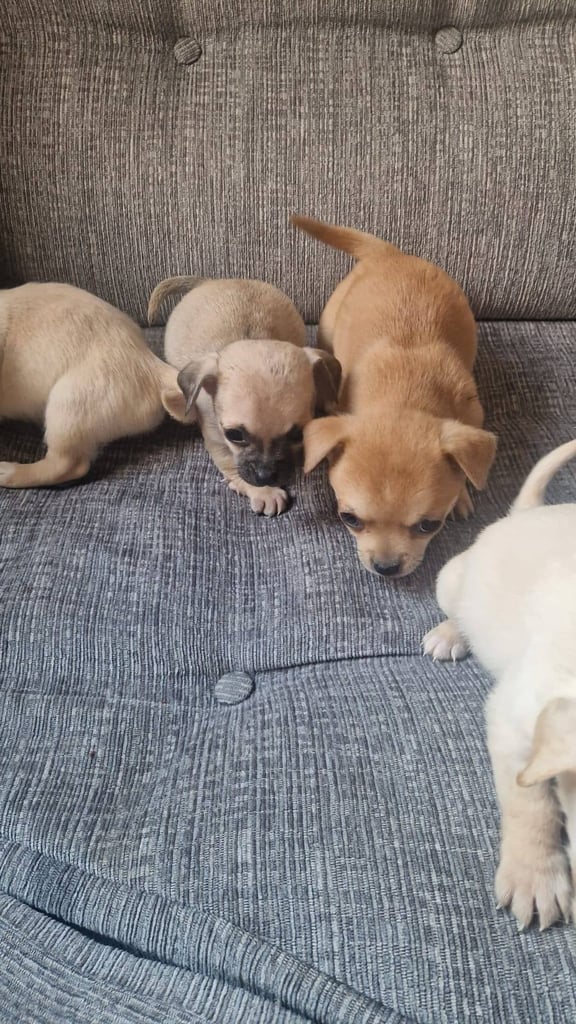 Chihuahua puppies