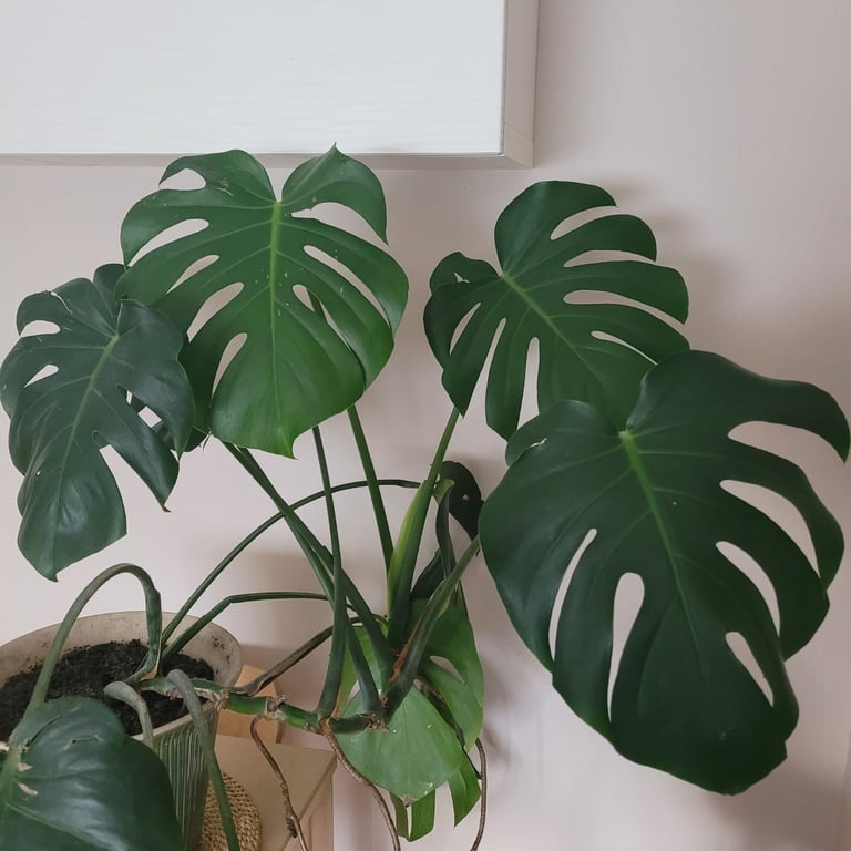 Large Monstera Plant 