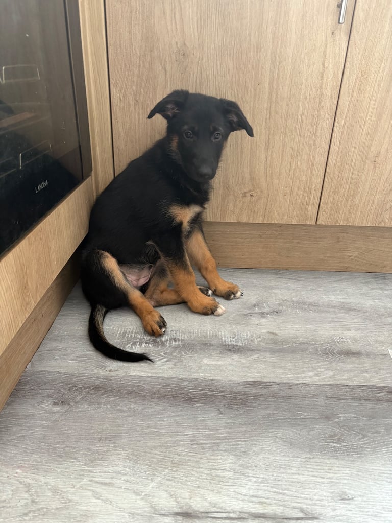  Beautiful girl looking for her forever home 
