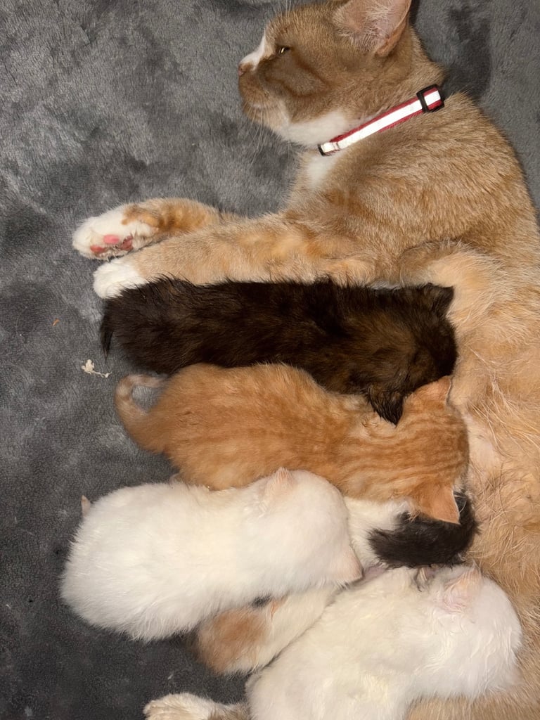 5 beautiful kittens