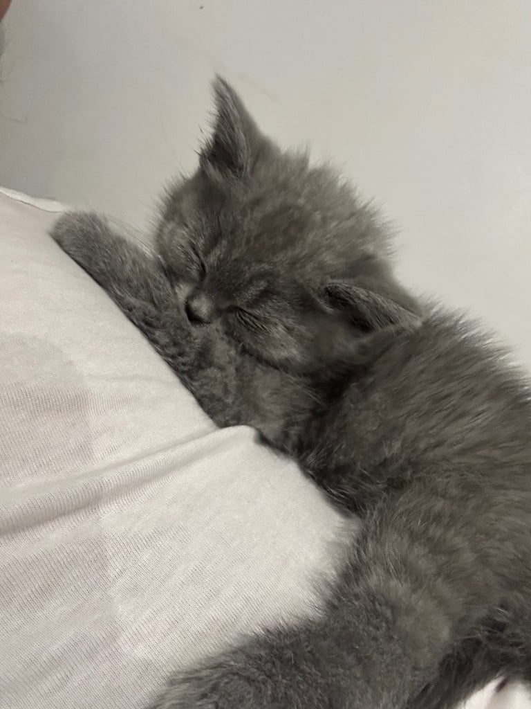 Bsh 