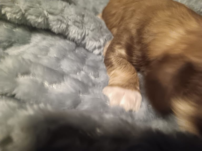 Beautiful dachshund cross cava-tzu for sale