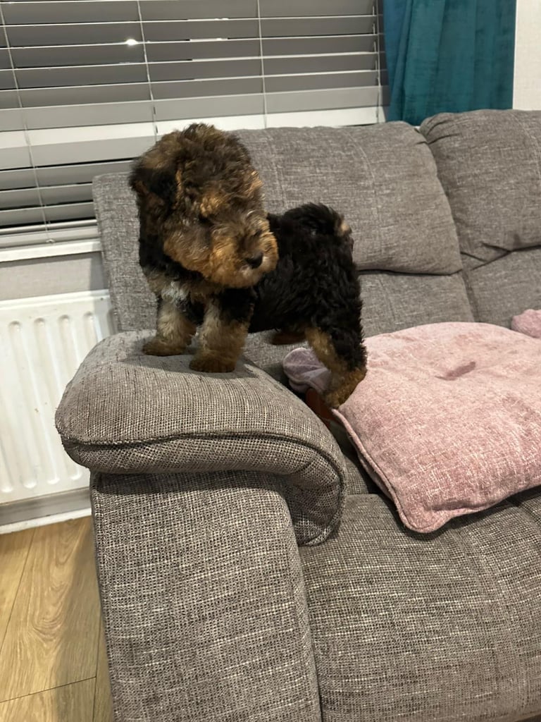 Beautiful Black and Tab Lakeland Pups 