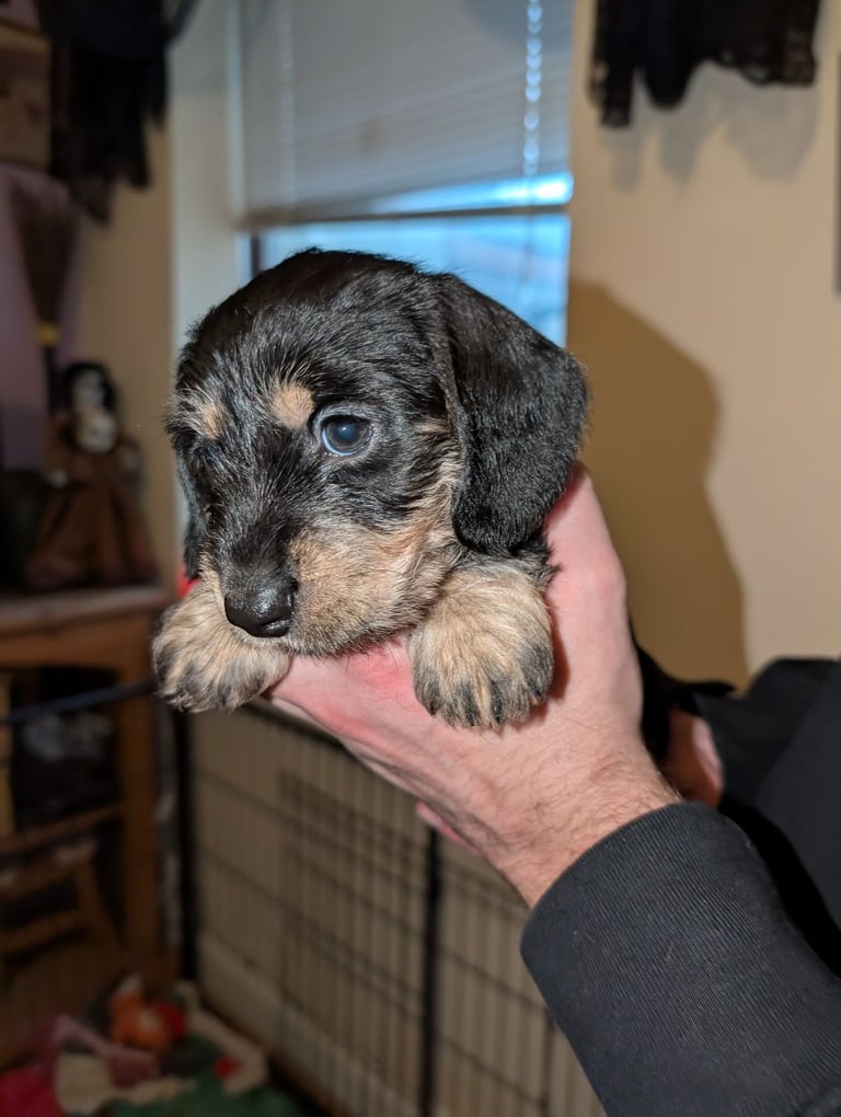 4 Dachshund pups