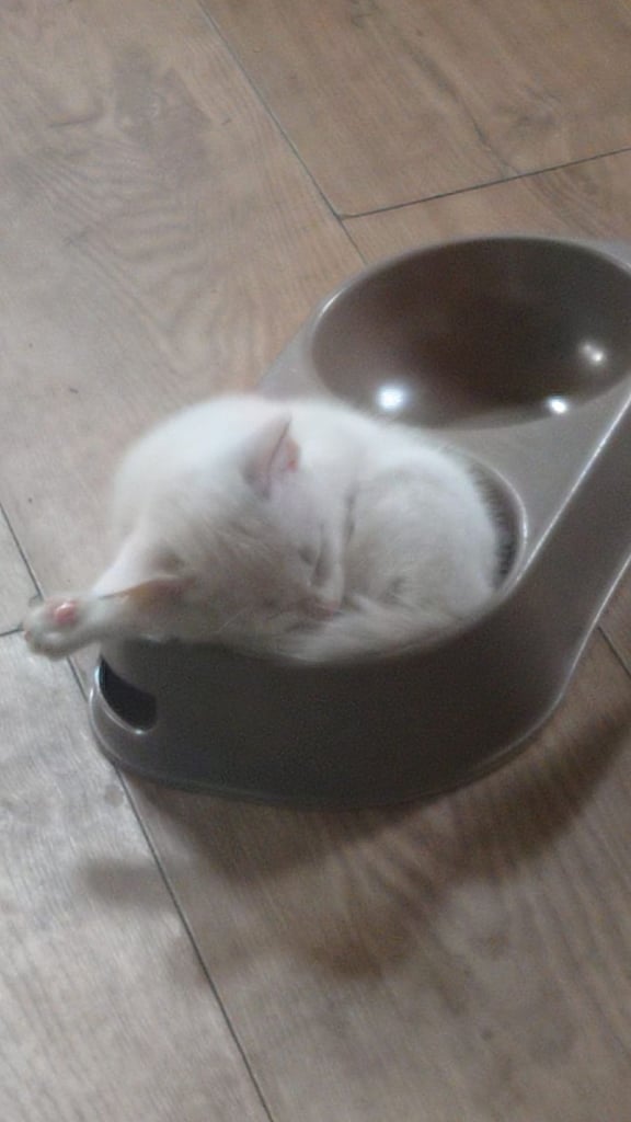 British Shorthair kittens  ALL SOLD