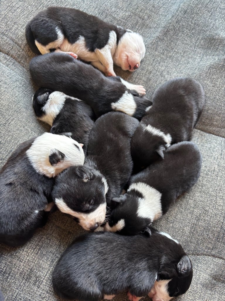 Border collie puppies for sale 