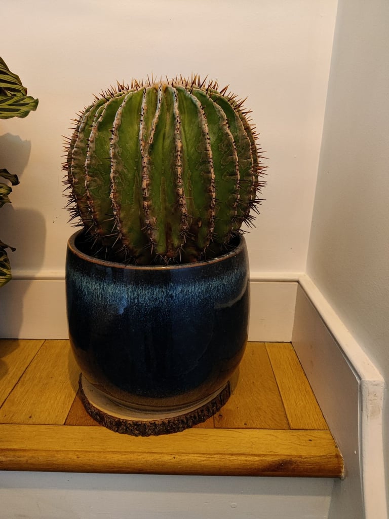 Barrel cactus for sale