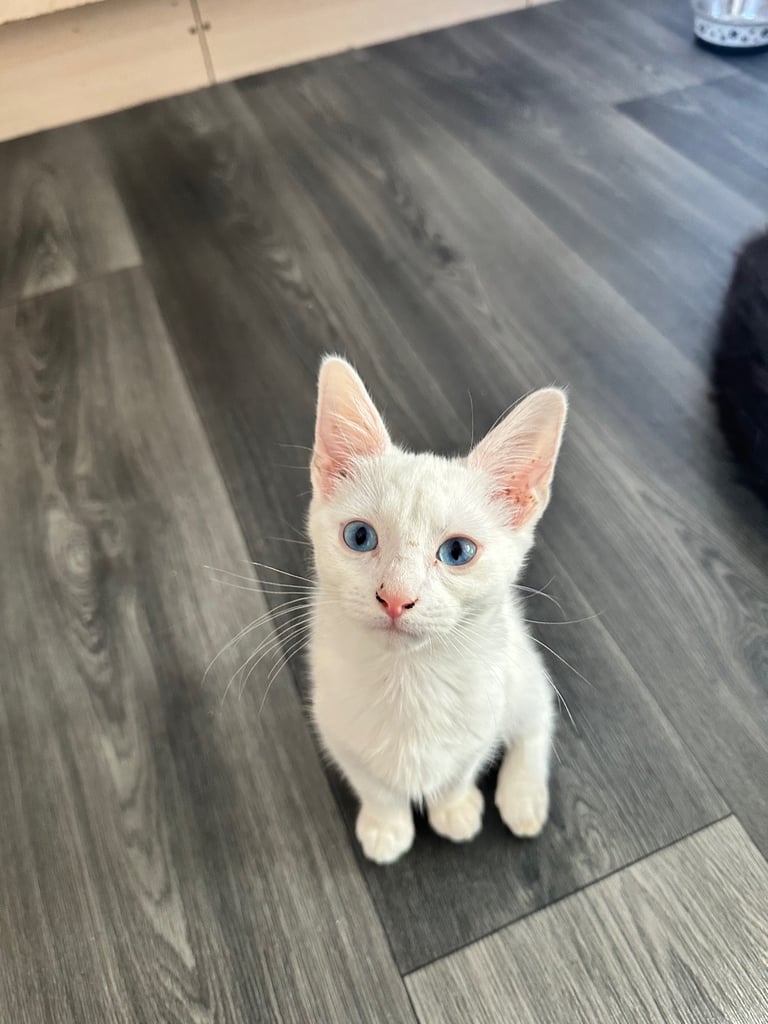 White Russian kitten 