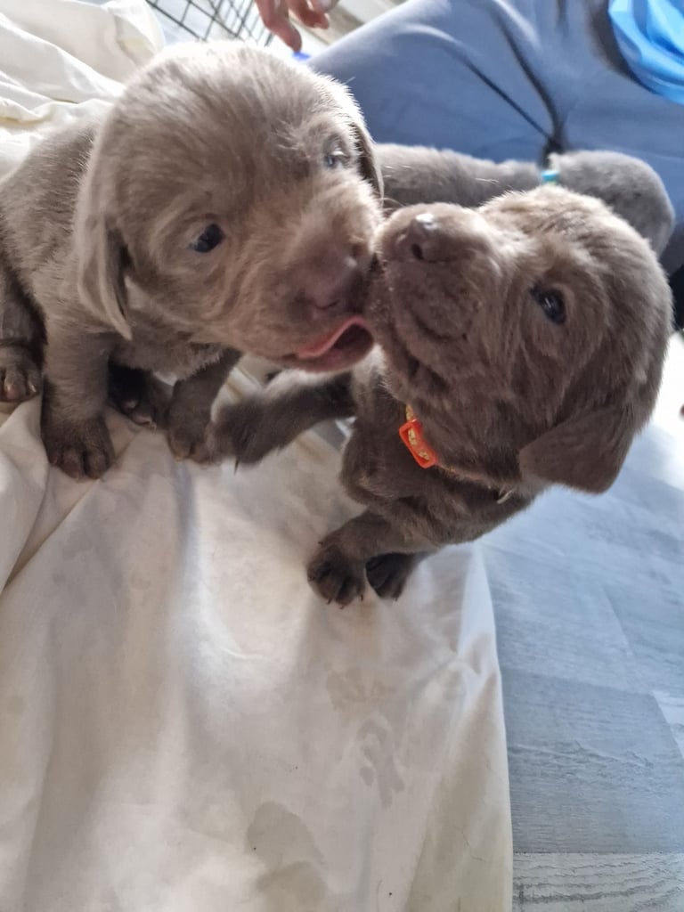 Silver labrador's KC