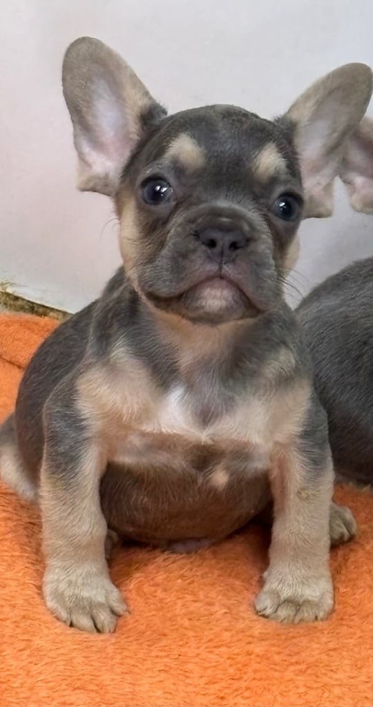 image for Lilac & tan french bulldog male