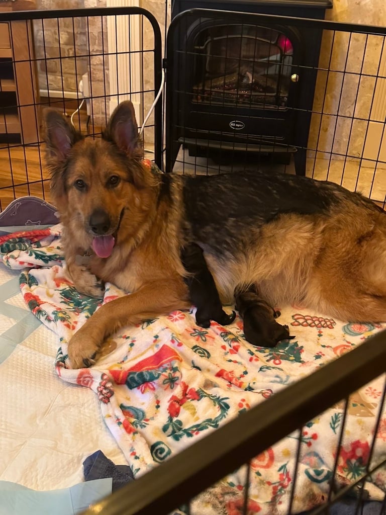 German Shepard puppies for sale 